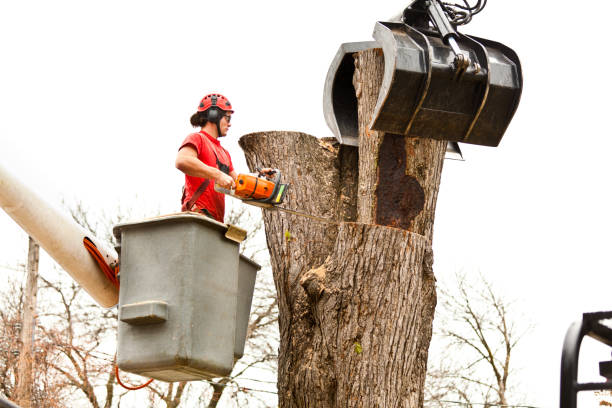 Best Tree Risk Assessment  in Brookside, NJ