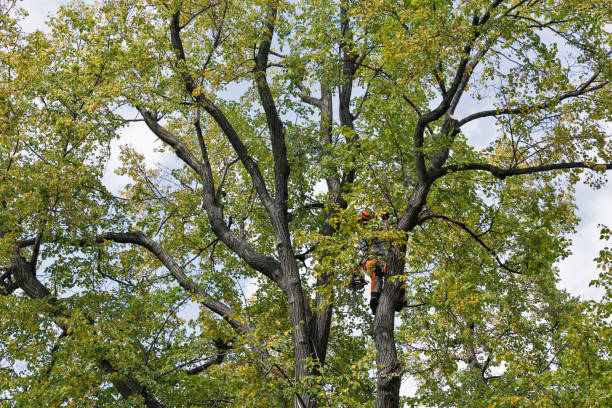 How Our Tree Care Process Works  in  Brookside, NJ